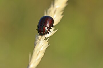 Regenbogen-Blattkäfer (Chrysolina cerealis) auf Grashalm © Schmutzler-Schaub