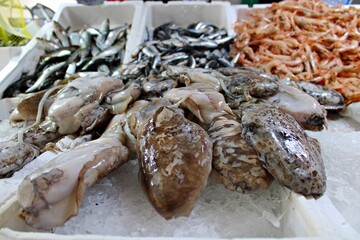 Cuttlefish, fish and seafood displayed on ice at traditional spanish fish market. Close-up seafood background ideal for culinary, cuisine, fishmongers, fishing industry and gastronomy concepts