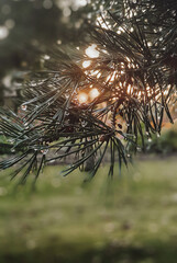 close up of a barbed wire in the wind