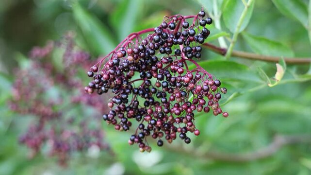 Elderberry bush with black fruits and green leaves