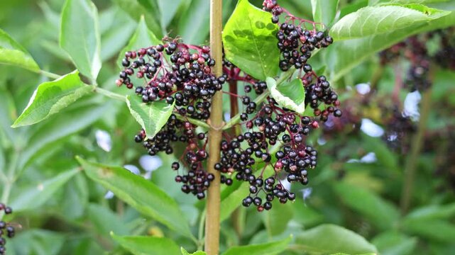 An elderberry bush that bears lots of ripe elderberries (Sambucus), all of which are black.