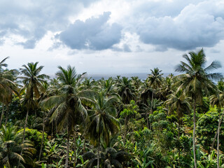 View of the tropical coastline in S&atilde;o Tom&eacute; with dense palm trees in the foreground and the ocean under dramatic clouds.
