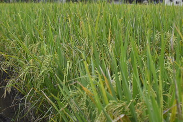 Fototapeta premium close up, green rice plants in the rice fields