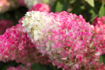 Hydrangea paniculata, Hydrangea paniculata Vanille Fraise grow in the garden