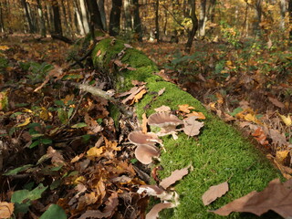 A moss-covered log with mushrooms lies in a sunlit autumn forest.
