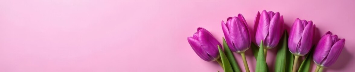 Fototapeta premium Elegant purple tulip bouquet against soft pink backdrop , nature, bouquet