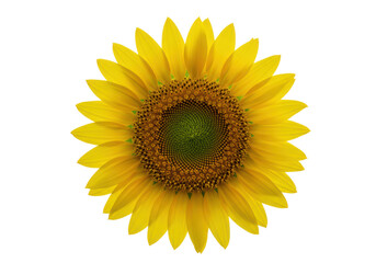 Fototapeta premium Radiant sunflower with vibrant yellow petals, rich green central disc & intricate spiral seed pattern, isolated on transparent background with soft studio light, negative space for text, Concept