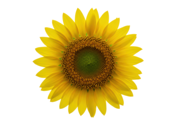 Radiant sunflower with vibrant yellow petals, rich green central disc & intricate spiral seed pattern, isolated on transparent background with soft studio light, negative space for text, Concept