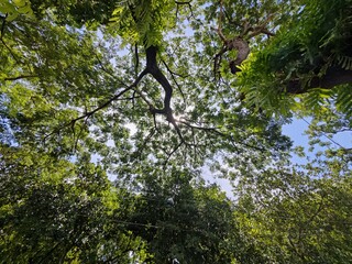 branches of trees and green leaves against the blue sky.