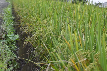close up, green rice plants in the rice fields