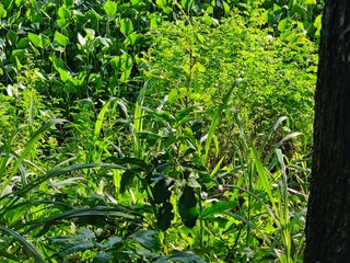 tree branch and leaves nature background, organic greenery texture