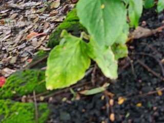 close-up of green leaves plant with detailed texture
