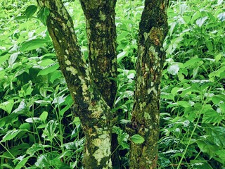 Obraz premium rural landscape with diverse tree types of bangladesh