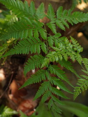 Tropical green fern leaf in natural light.

