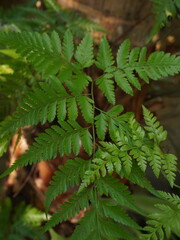 Tropical green fern leaf in natural light

