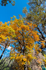 Fototapeta premium Colors of nature in Himalayan Forests