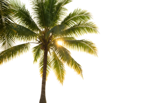 Mature tropical coconut palm tree with vibrant green fronds, bathed in warm golden hour sunlight and a glowing halo, against a bright, high-key background. Serene tropical paradise concept