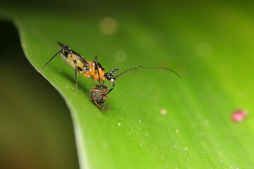 Fototapeta premium Macro photograph of an Assassin Bug (subfamily Harpactorinae) hunting and feeding on an aphid on a leaf. This natural behavior highlights its role as a predator.