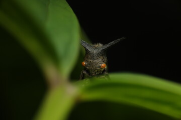 A thorn hopper (Centrotus cornutus) perched on a leaf in its natural environment. Characterized by its unique horn-like pronotum that provides effective camouflage among twigs and leaves.