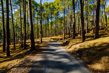 Obraz premium Beautiful Pine and Cedar forest in Himalayas in Almora and Ranikhet in Uttarakhand