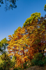 Naklejka premium Colors of nature in Himalayan Forests