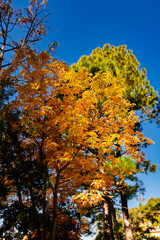 Fototapeta premium Colors of nature in Himalayan forest