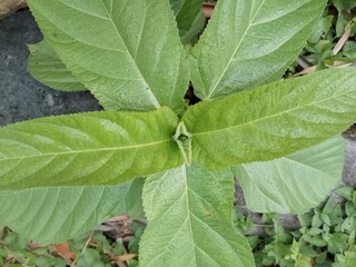 close up of green leaves