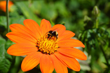 Vermilion red flower of red sunflower, Mexican sunflower, Tithonia rotundifolia. Bumblebee species in the Bombus terrestris-complex. Netherlands, summer, August 