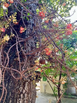 双樹沙羅 サラソウジュ（沙羅双樹）の種 - マルシェ青空