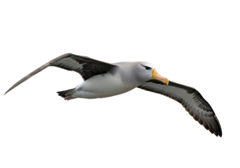 Detailed high-quality image of an albatross soaring in the clear blue sky with wings fully extended