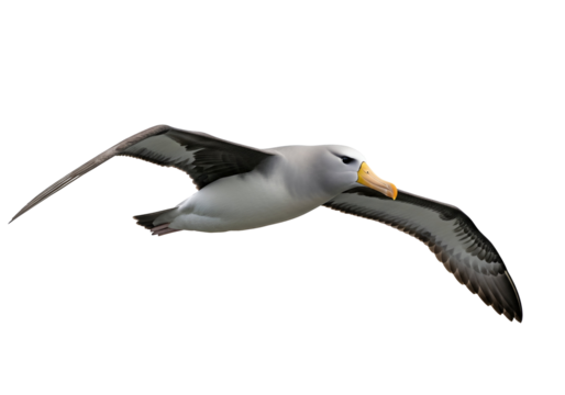 Detailed high-quality image of an albatross soaring in the clear blue sky with wings fully extended