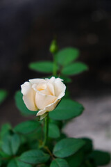 Close-up of white rose flower in the home garden