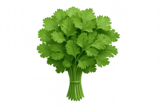 Freshly picked coriander bunch, isolated on transparent background, ready to add flavor to culinary creations