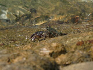 Rock crab in the Bay of Santander.