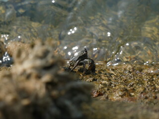 Rock crab in the Bay of Santander.