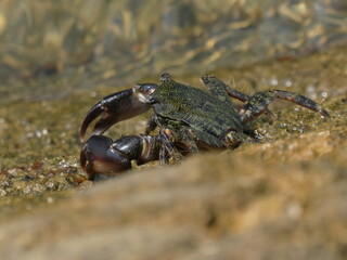 Rock crab in the Bay of Santander.