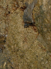 Rock crab in the Bay of Santander.