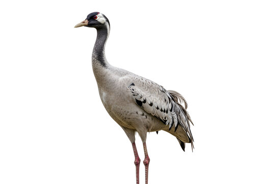 Elegant And Majestic Japanese Crane Bird Standing On Black Background