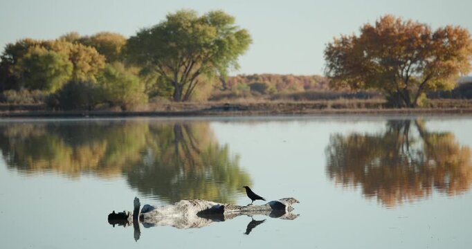 Chihuahuan Raven On a Log at Bosque Del Apache in a Lake