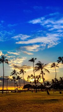 ハワイのヤシの樹とマジックアイランドの夕焼け空_4K_pan（縦ビデオ）