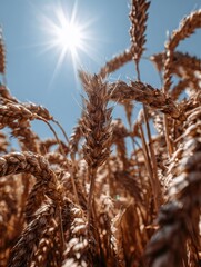 Obraz premium Close-up of golden wheat stalks under bright sunlight
