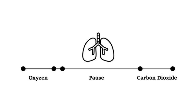 &ldquo;Breathing cycle animation showing Inhale Hold, short pause, and carbon dioxide exhalation with lungs illustration for medical, educational, and healthcare concepts.&rdquo;