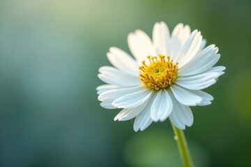Obraz premium Delicate bright white scabiosa flower, pollen-dusted petals , beauty, soft, flora