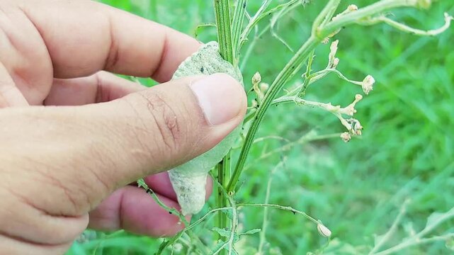 Close up video of dry abandoned cuckoo spit froghopper spittlebug nymph cocoon on plant stem