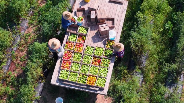 Farm workers are harvesting ripe tomatoes in vast fields, filling crates with vibrant produce under clear skies and efficient teamwork during the busy season.