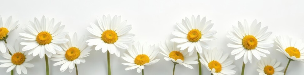 Close-up of delicate white daisies on pure white background, spring, texture, white background