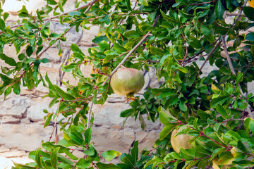 Unripe pomegranate. Pomegranate (Punica Granatum) on a tree with green leaves