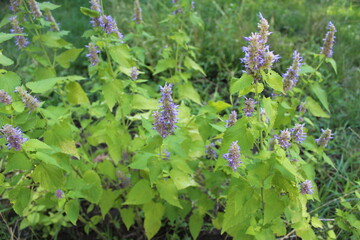 Blooming of a beautiful medicinal plant in the garden fennel polypodium.