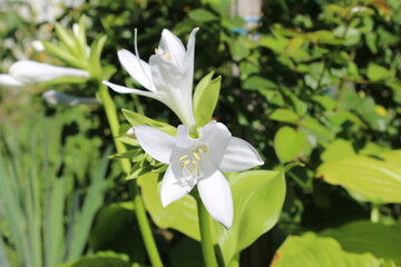Beautiful white flowers of hosta plantaginea against the background of a green garden.