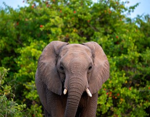 Fototapeta premium Young elephant, frontal view, lush green foliage background